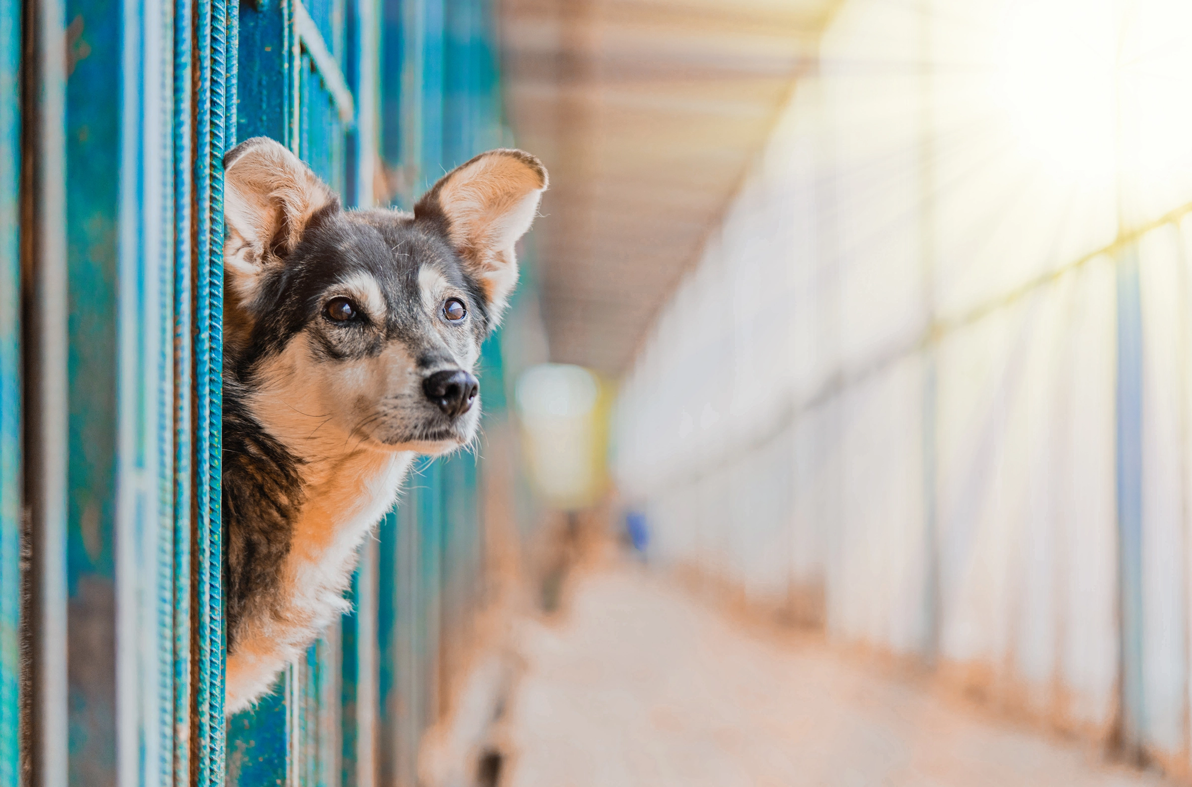 John Jordan Foundation supports charities that assist in animal adoption.